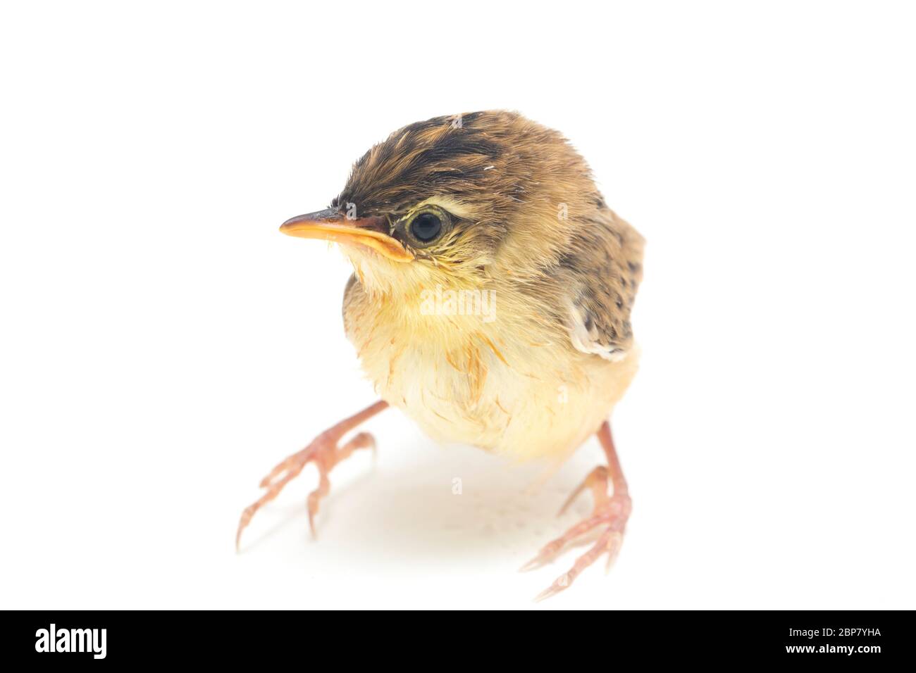 Junger Zitting Cisticola Vogel (Cisticola juncidis) isoliert auf weißem Hintergrund Stockfoto