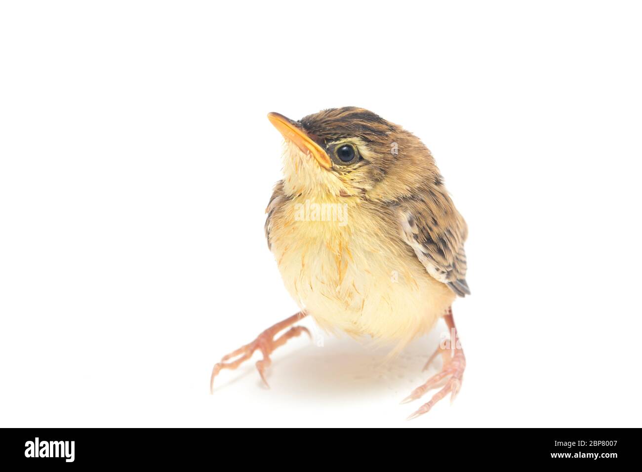 Junger Zitting Cisticola Vogel (Cisticola juncidis) isoliert auf weißem Hintergrund Stockfoto