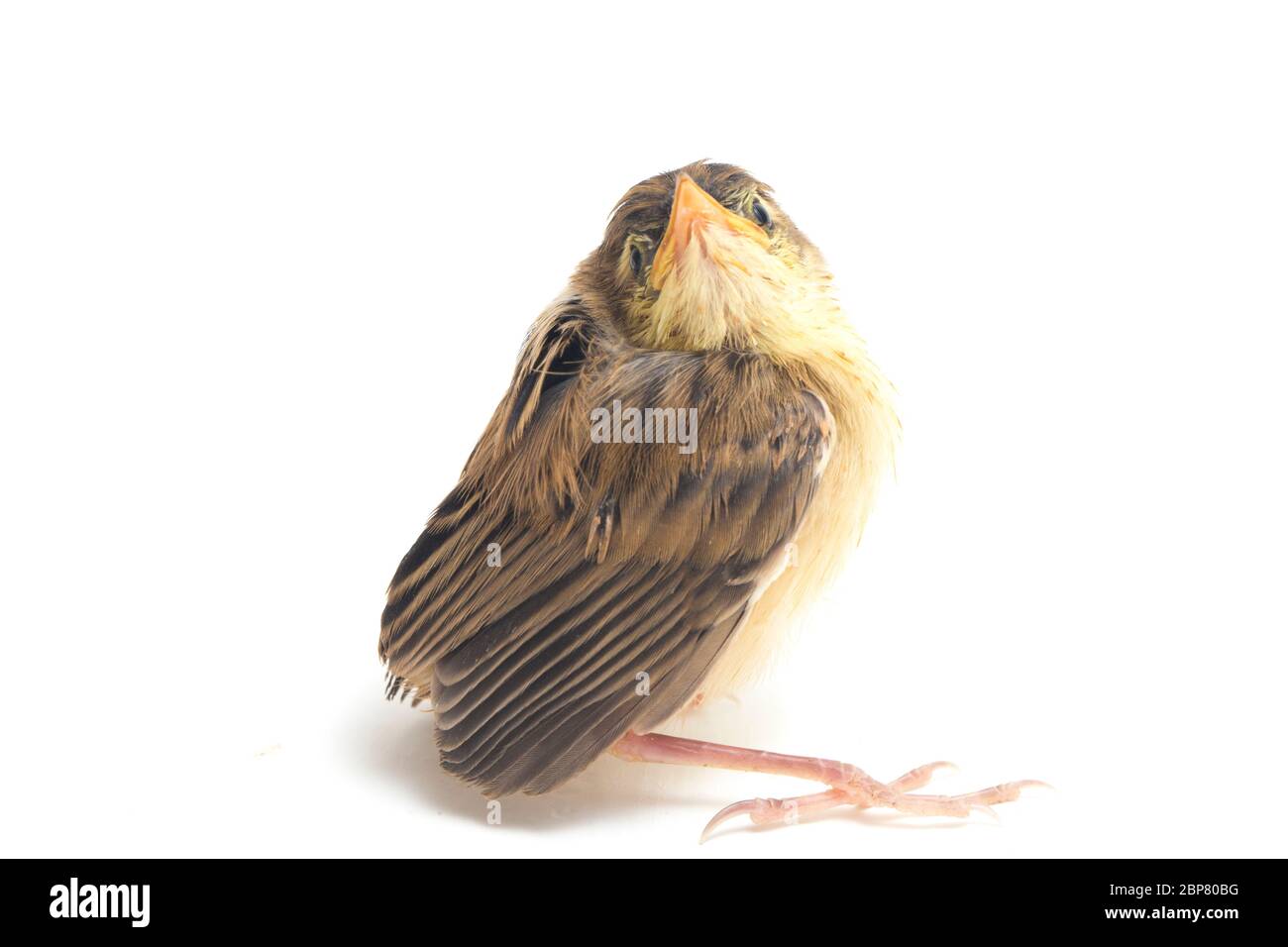 Junger Zitting Cisticola Vogel (Cisticola juncidis) isoliert auf weißem Hintergrund Stockfoto