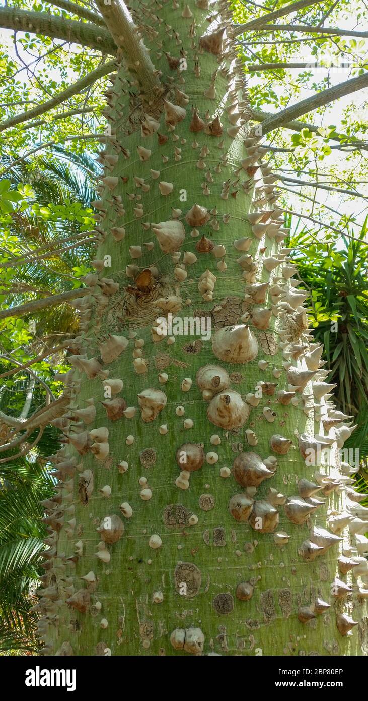 Der Seidenfloss oder Floss-Seidenbaum (Ceiba speciosa, früher Chorisia speciosa) ist ein Mitglied der familie bombax (Bombacaccae). Es ist eine dornige Blumenpracht Stockfoto