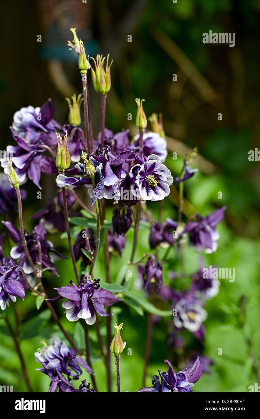 Lila Aquilegia vulgaris blüht im Brighton Garten UK Stockfoto