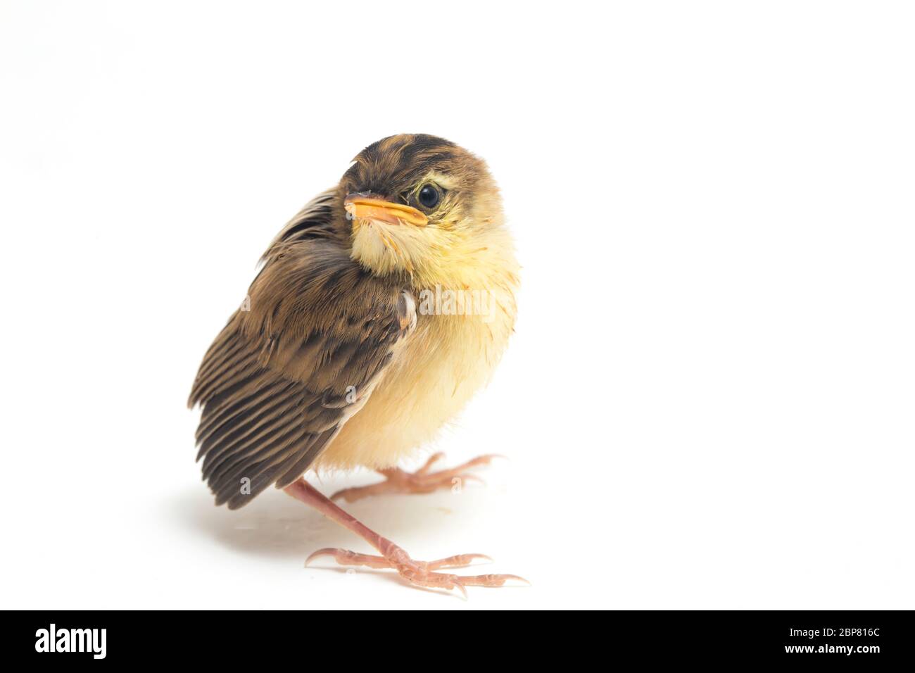 Junger Zitting Cisticola Vogel (Cisticola juncidis) isoliert auf weißem Hintergrund Stockfoto