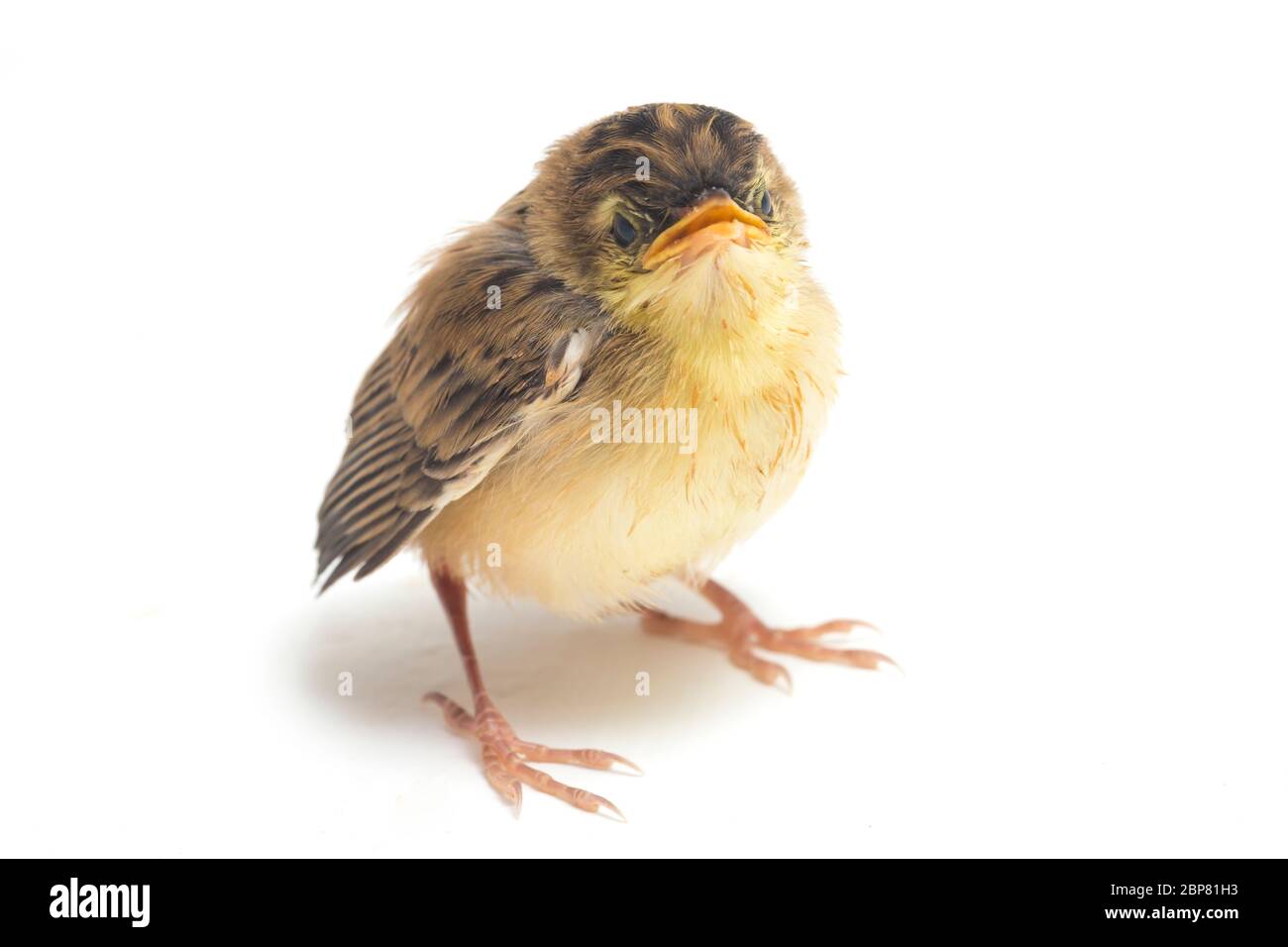 Junger Zitting Cisticola Vogel (Cisticola juncidis) isoliert auf weißem Hintergrund Stockfoto