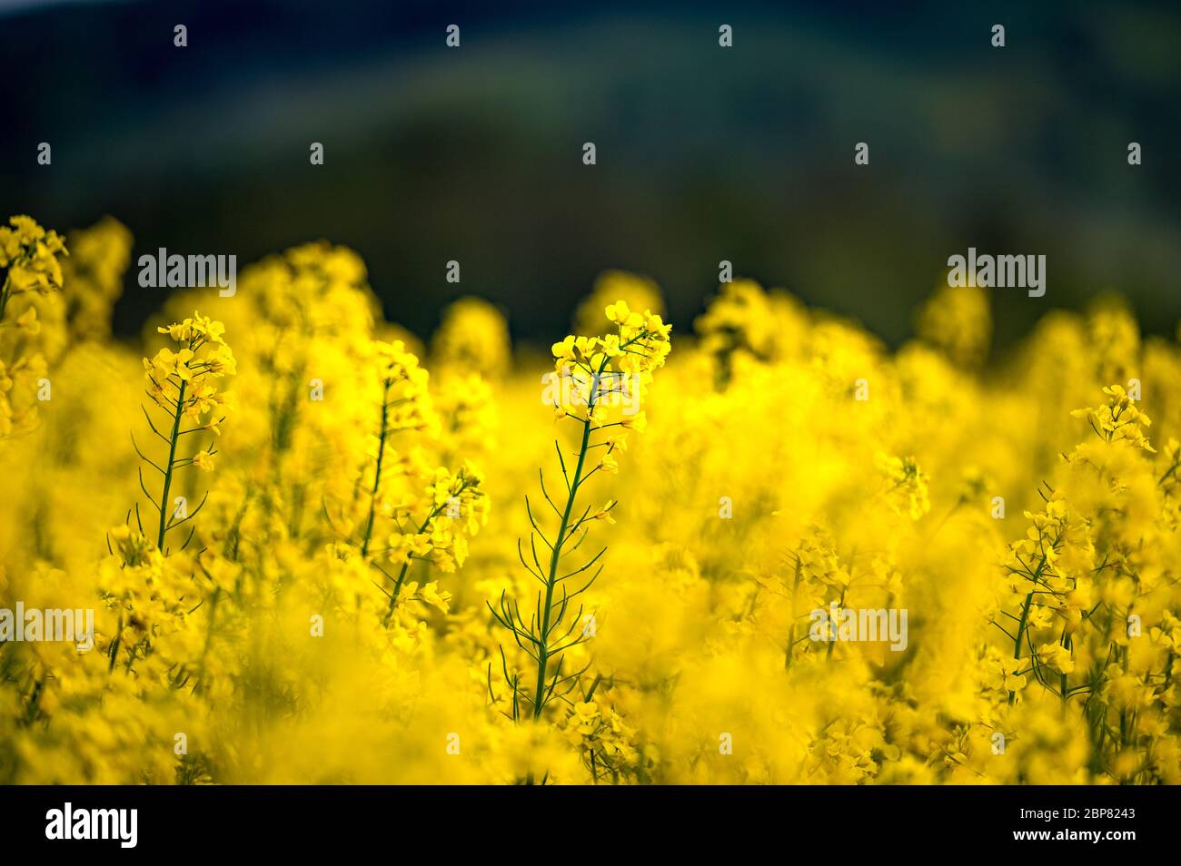 Blühendes Rapefield Stockfoto