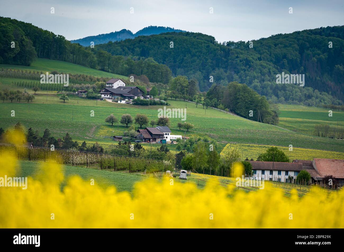 Baselbieter Bauernhof mit blühendem Rapsfeld Stockfoto