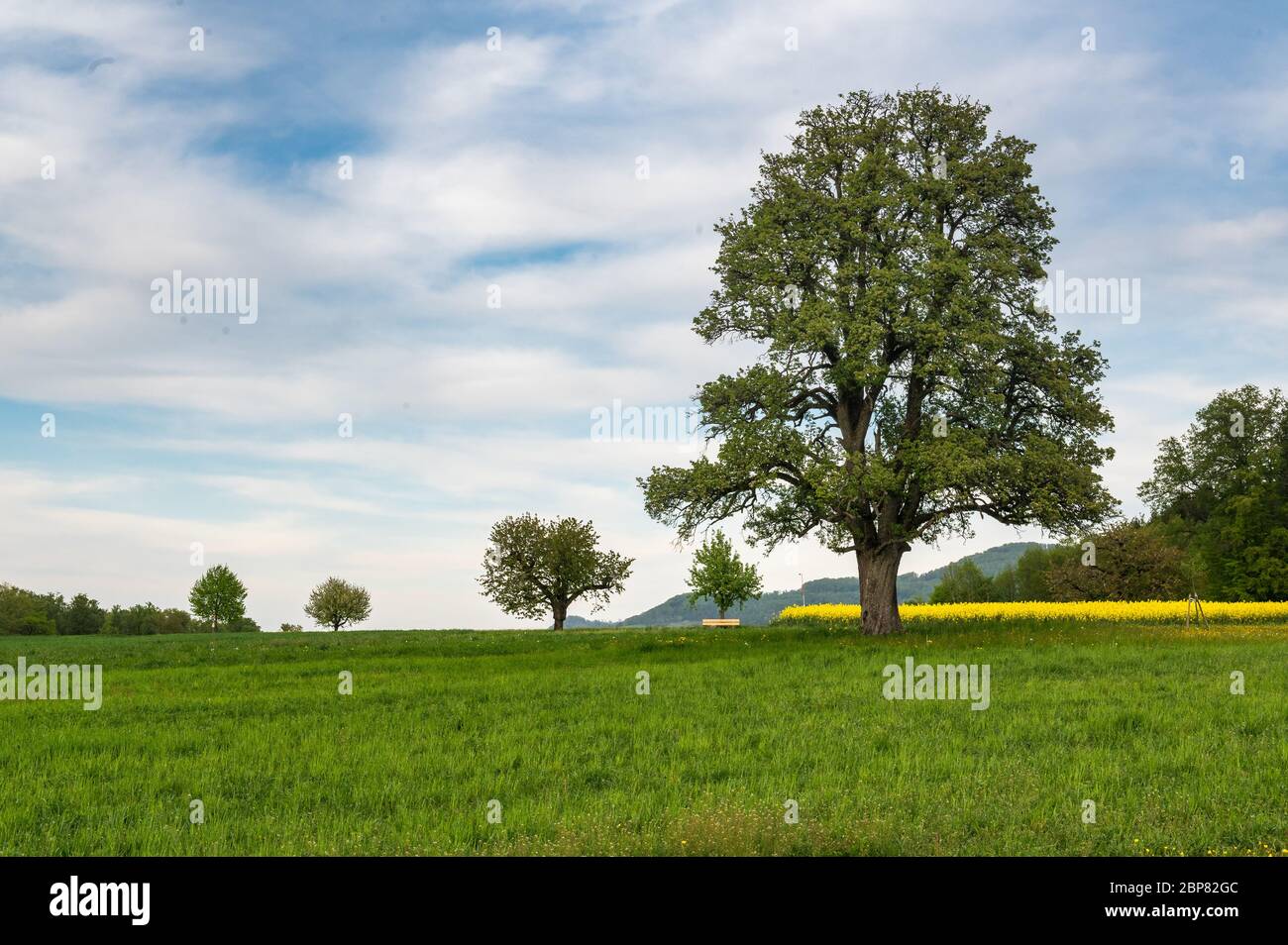 Schöne Frühlingslandschaft mit einem riesigen Birnenbaum und einer Wiese mit blühendem Löwenzahn Stockfoto