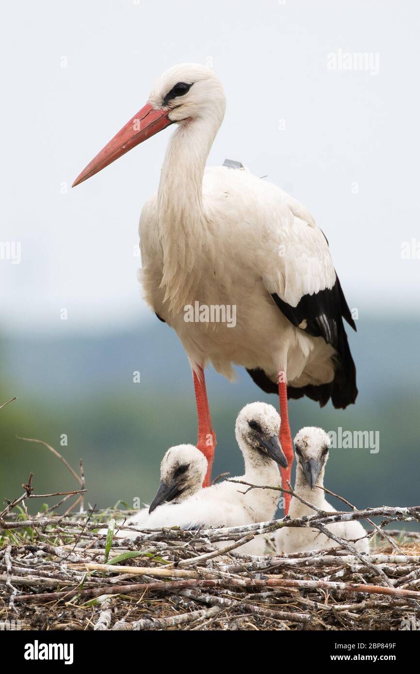 Hamburg, Deutschland. Mai 2020. Storch Alexander betreut die drei Jungtiere im Nest auf einem Bauernhof in Altengamme bei Hamburg. Die Deutsche Gesellschaft für Naturschutz (NABU) in Hamburg zählte insgesamt 33 Paare, die sich mit der Zucht und Aufzucht ihrer Jungen beschäftigen. Alexander ist eines der sechs Tiere, die seit einem Jahr einen GPS-Sender auf dem Rücken fliegen. Mit Hilfe des Senders kann die Bewegung dieser Störche über das Internet nahezu in Echtzeit verfolgt werden. Kredit: Christian Charisius/dpa/Alamy Live News Stockfoto