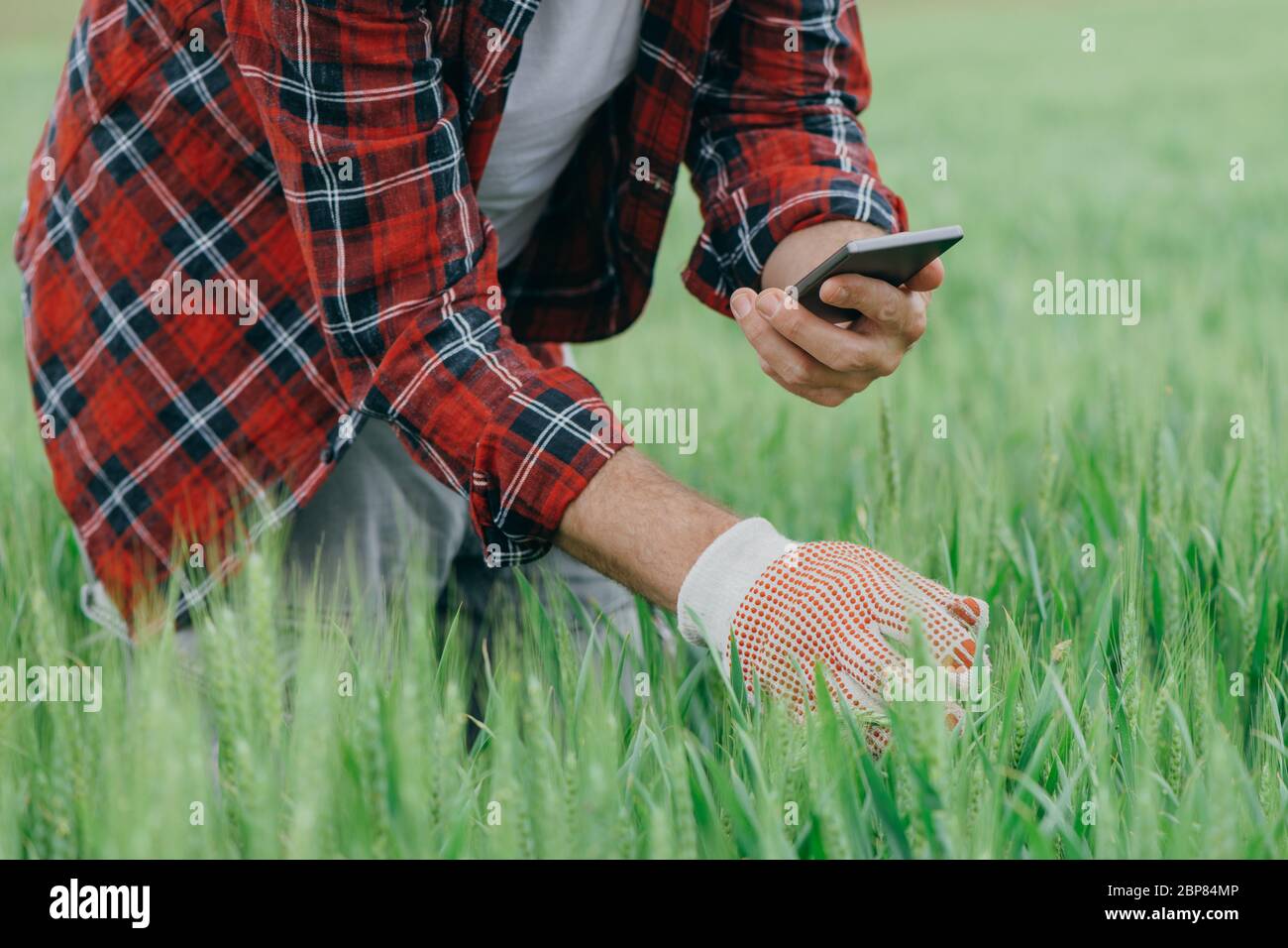 Agronom ist das Bild von grünen Weizenpflanzen mit Smartphone, Erwachsene männliche Farmarbeiter mit moderner Technologie im Feld Stockfoto