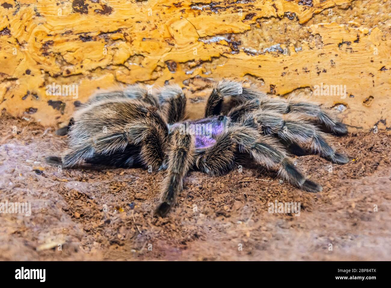 Schwarz mit violettem Farbton eine riesige Tarantula-Spinne sitzt auf dem Boden im Wald Stockfoto