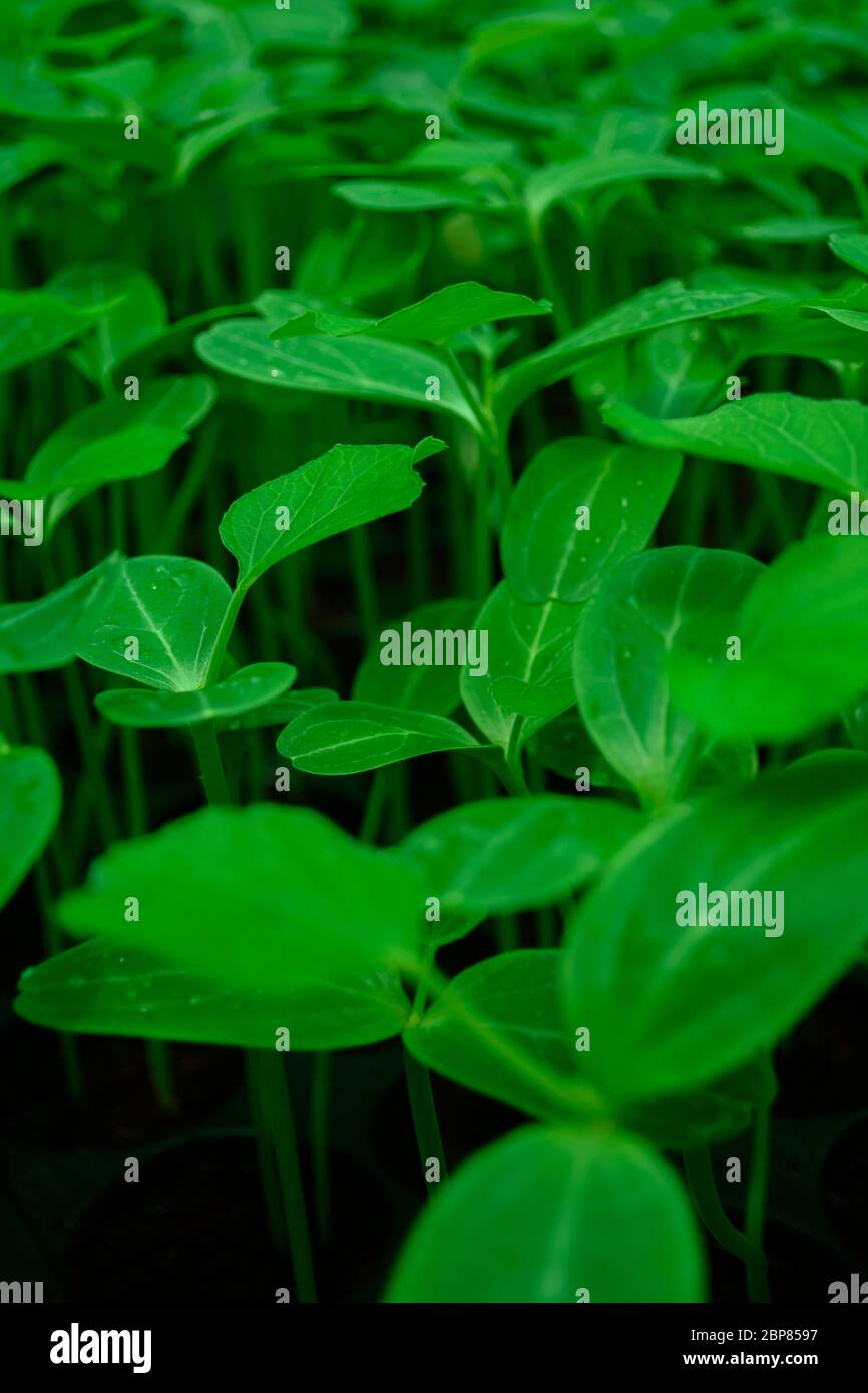 Sämlinge in einem Pfosten Pflanzenteller Stockfoto Sämlinge in einem Pfosten Pflanzenteller Stockfoto