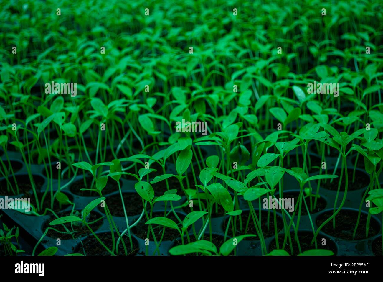 Sämlinge in einem Pfosten Pflanzenteller Stockfoto Sämlinge in einem Pfosten Pflanzenteller Stockfoto