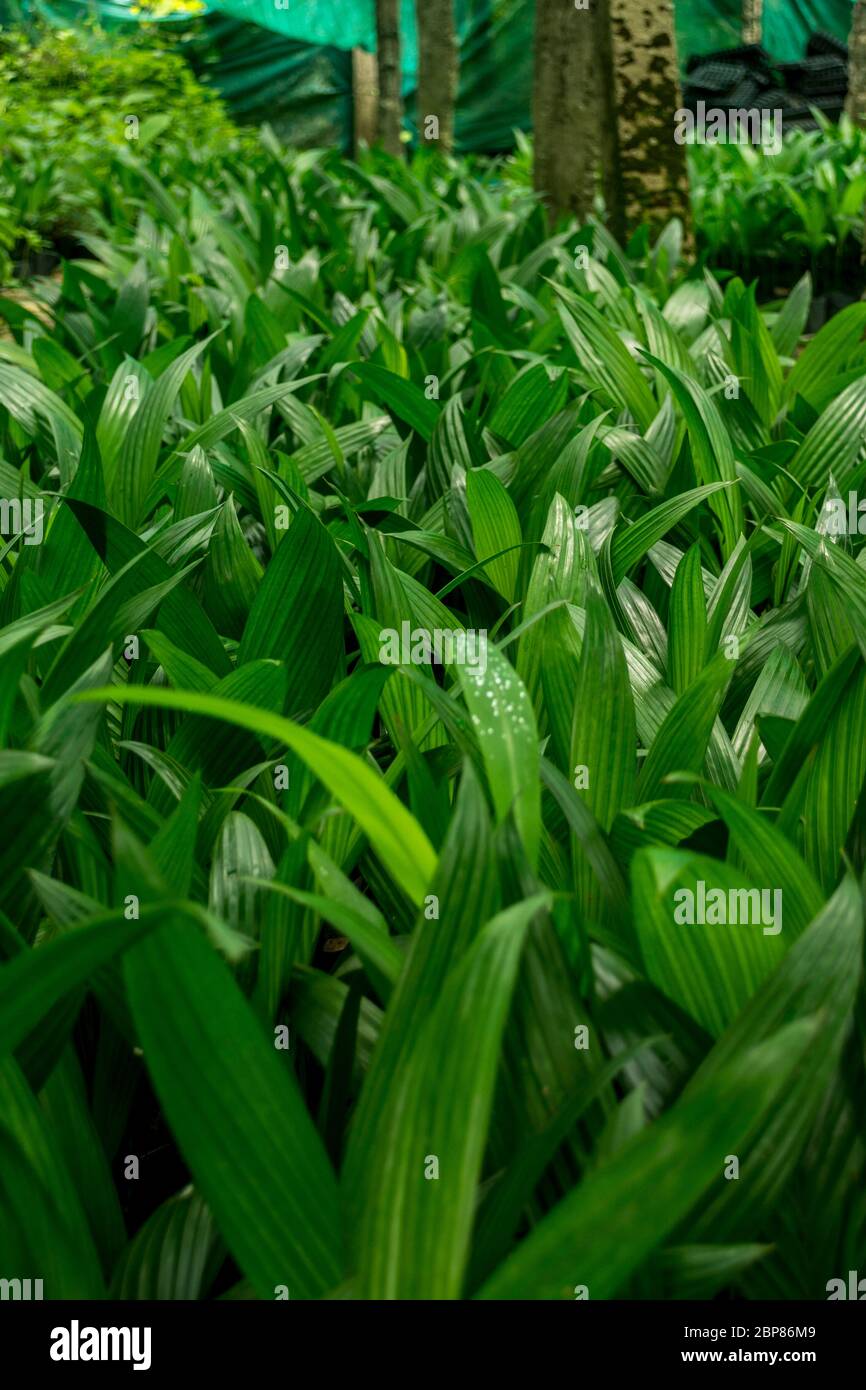 Areca catechu Palmkäfer Stockfoto