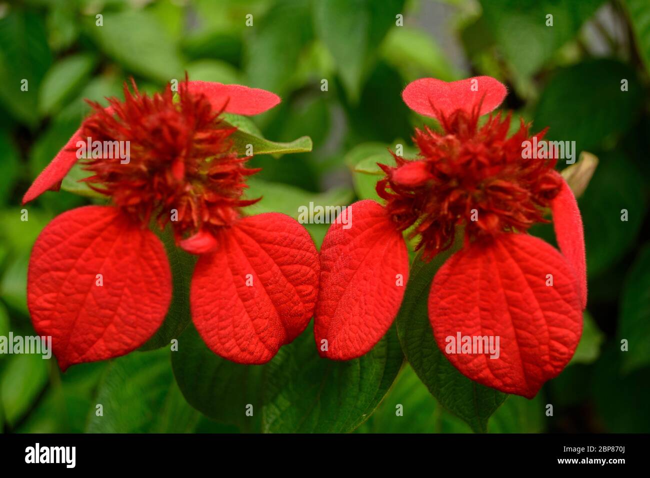 Mussaenda erythrophylla Blume, Ashanti Blut, Stockfoto
