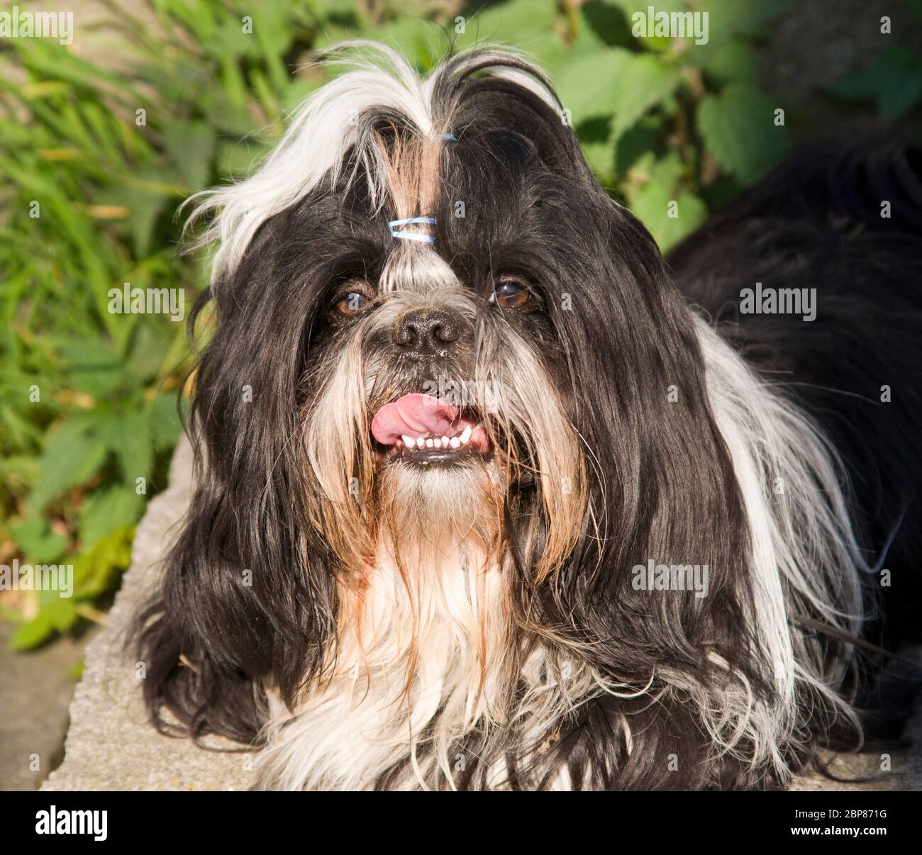 Shih Tzu Hund Stockfoto