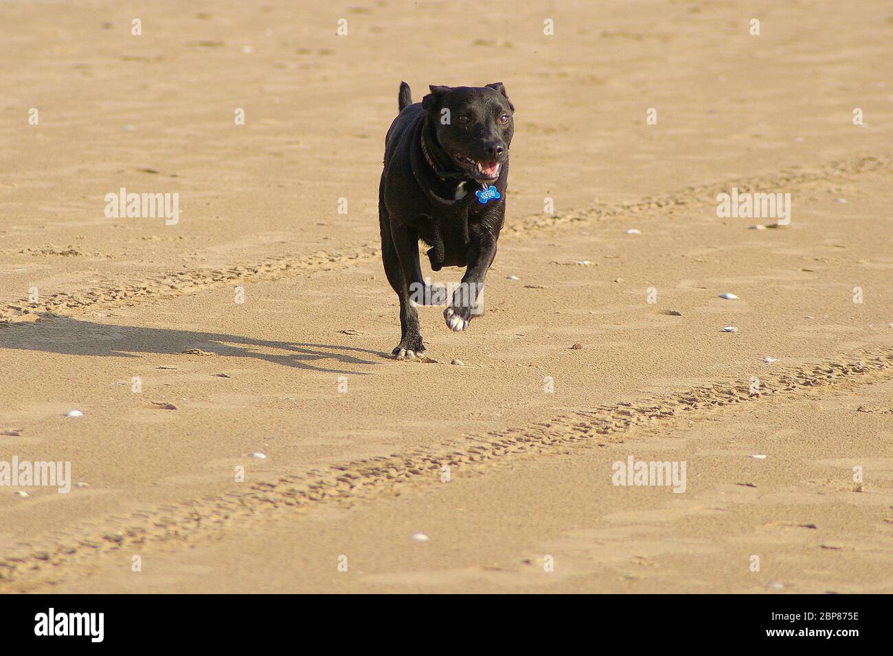 Ein schwarzer und brindle Staffordshire Bull Terrier gekreuzt mit einer oder mehreren unbekannten Rassen Stockfoto