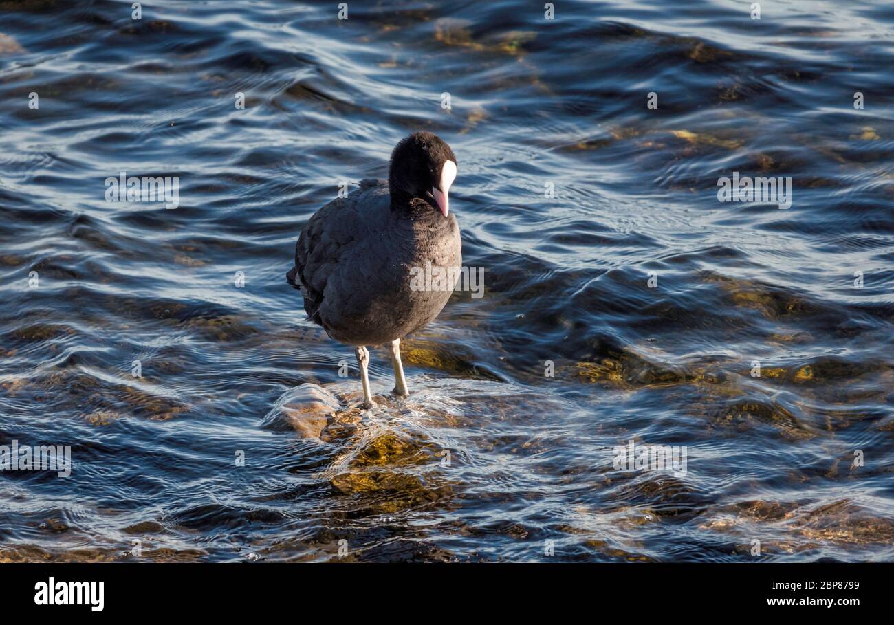 Gemeiner Moorhuhn Vogel steht auf einem Stein im Wasser Stockfoto
