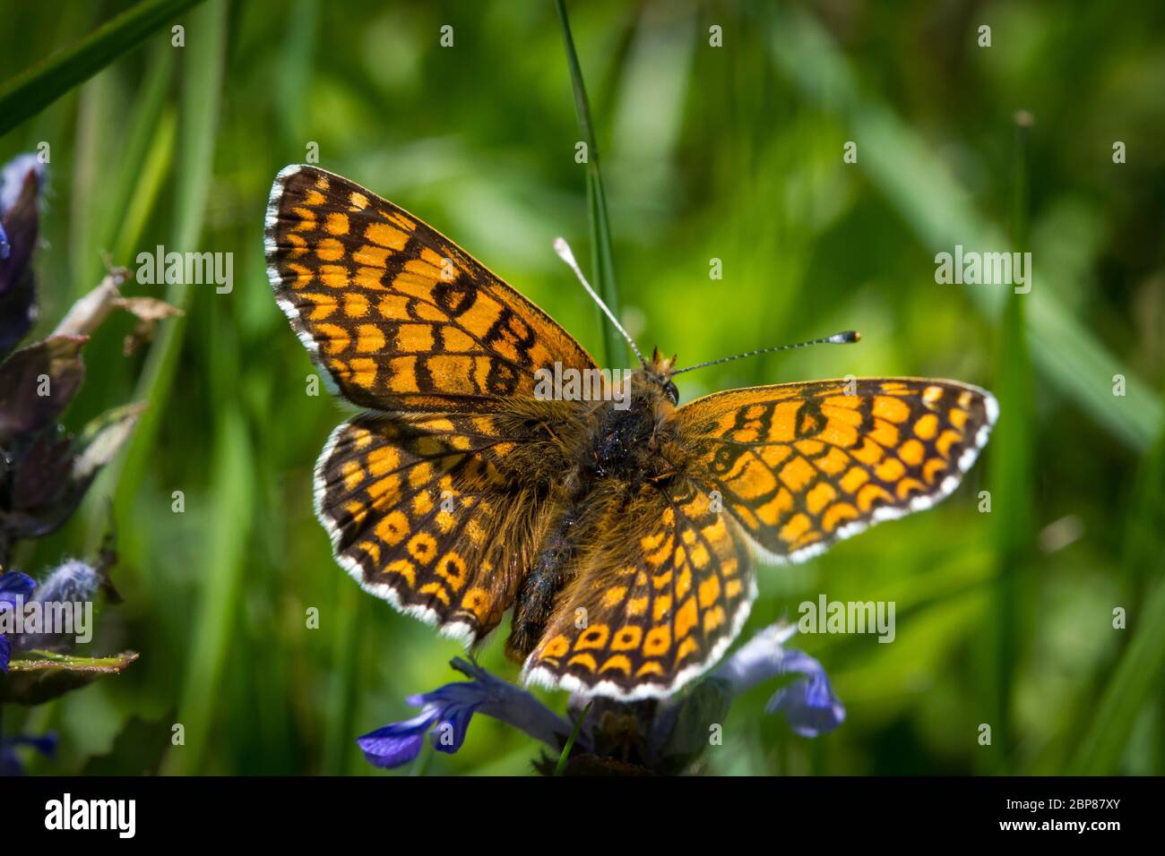 Melitaea cinxia (Glanville Fritillary / Wegerich-Scheckenfalter) Stockfoto