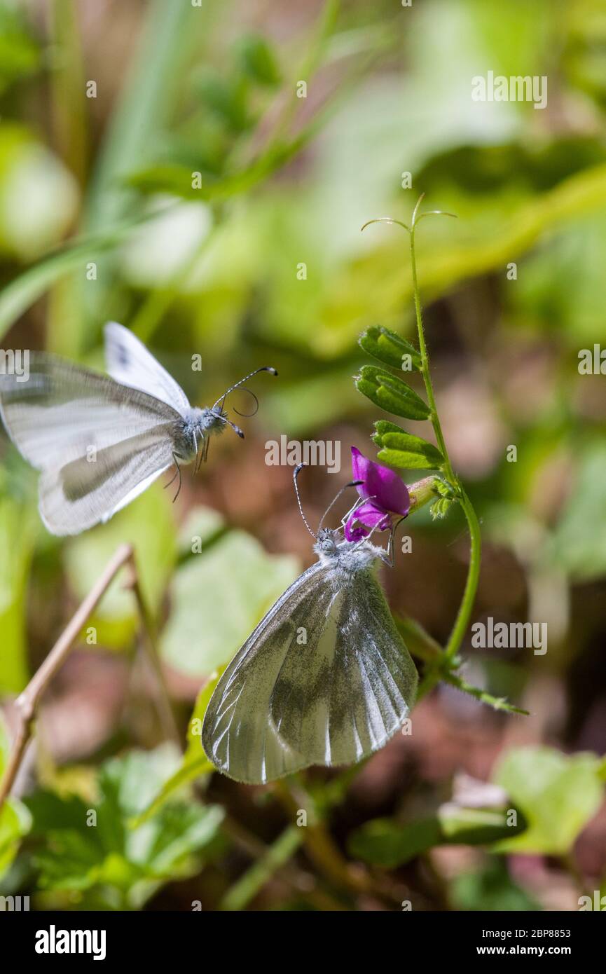 Männliche und weibliche Holz Weiße Schmetterlinge umwerben Stockfoto