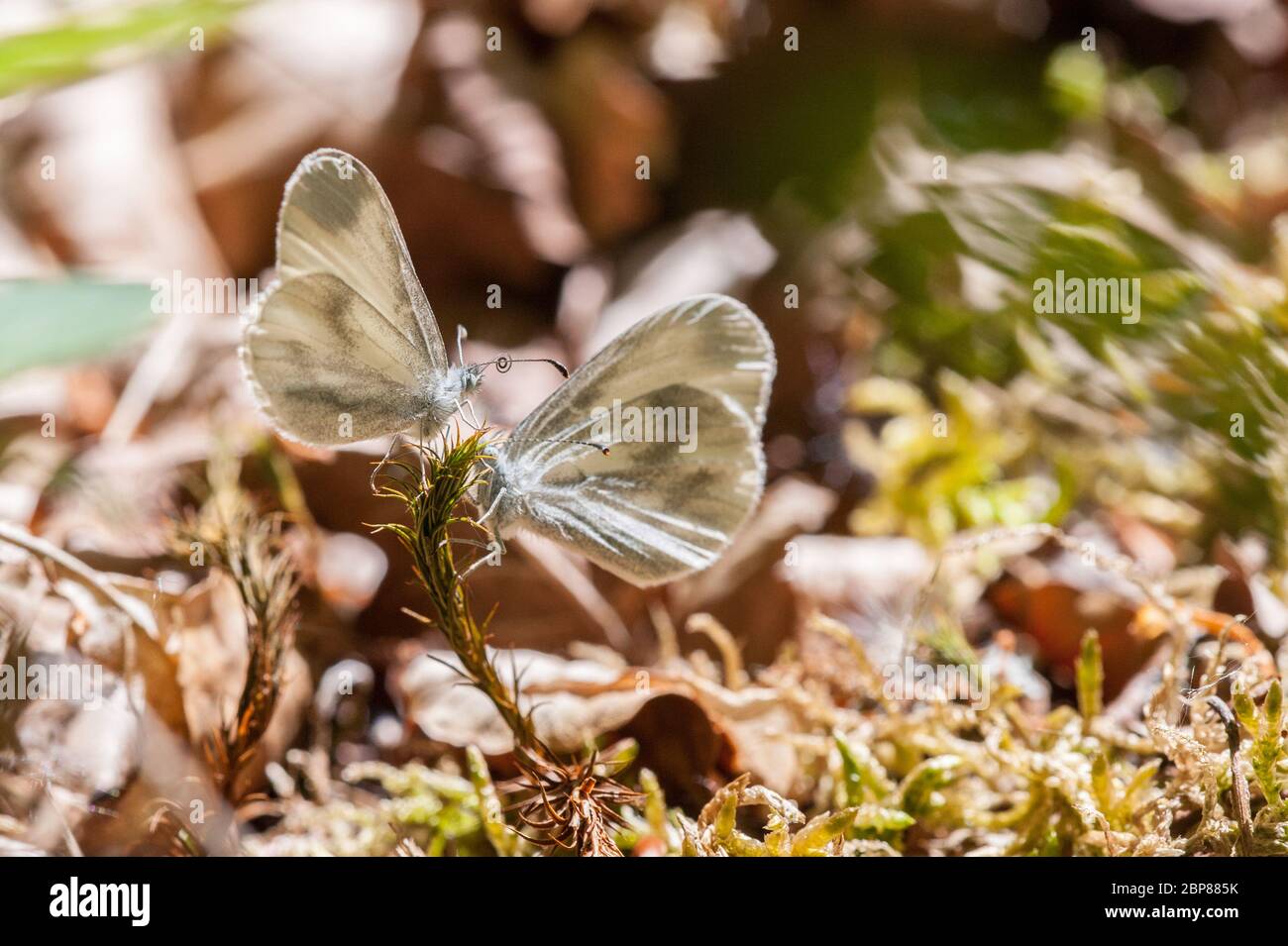 Männliche und weibliche Holz Weiße Schmetterlinge umwerben Stockfoto