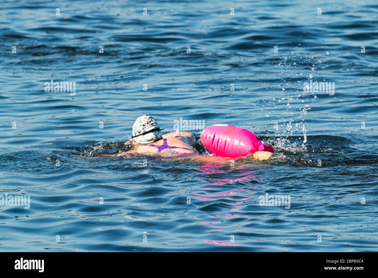 Eine Frau, die für einen Triathlon trainiert, schwimmt im blauen Wasser mit einer rosa Schwimmvorrichtung, die zur Sicherheit an ihrer Taille festgebunden ist. Stockfoto