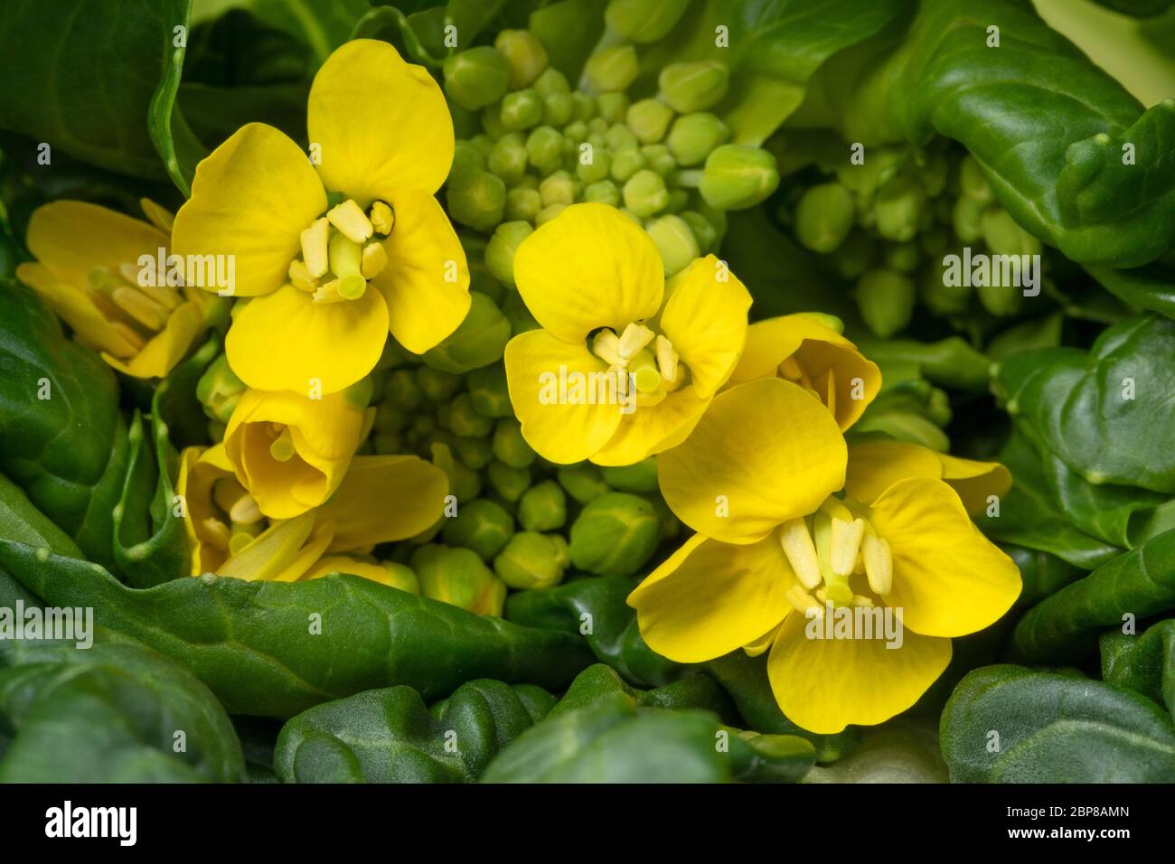 Gelb blühende bok Choy Nahaufnahme Stockfoto