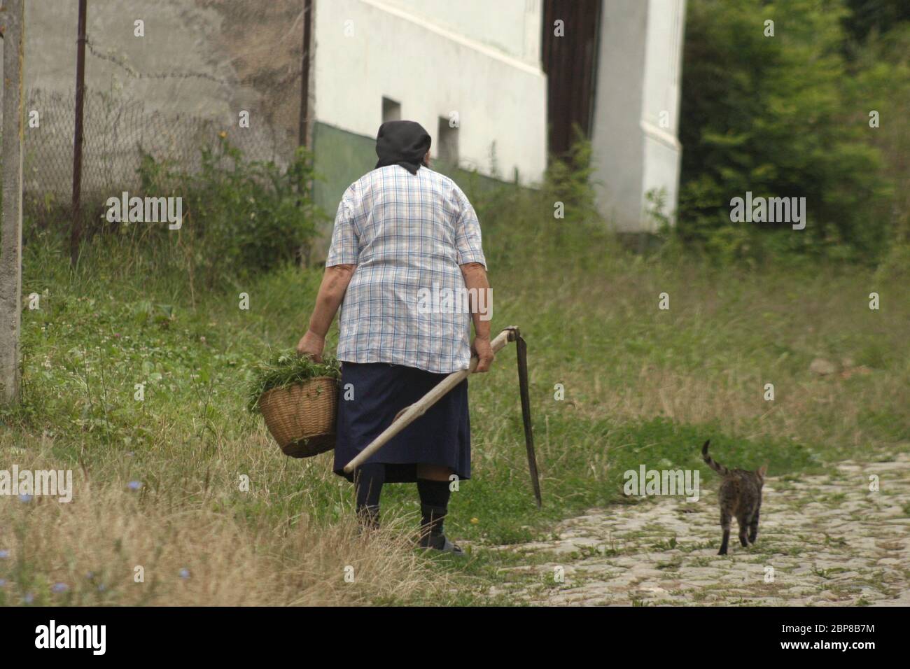 Sibiu County, Rumänien. Ältere Frau, die mit einem Korb Unkraut und einer Sense auf der Dorfstraße läuft, und Katze folgt ihr. Stockfoto