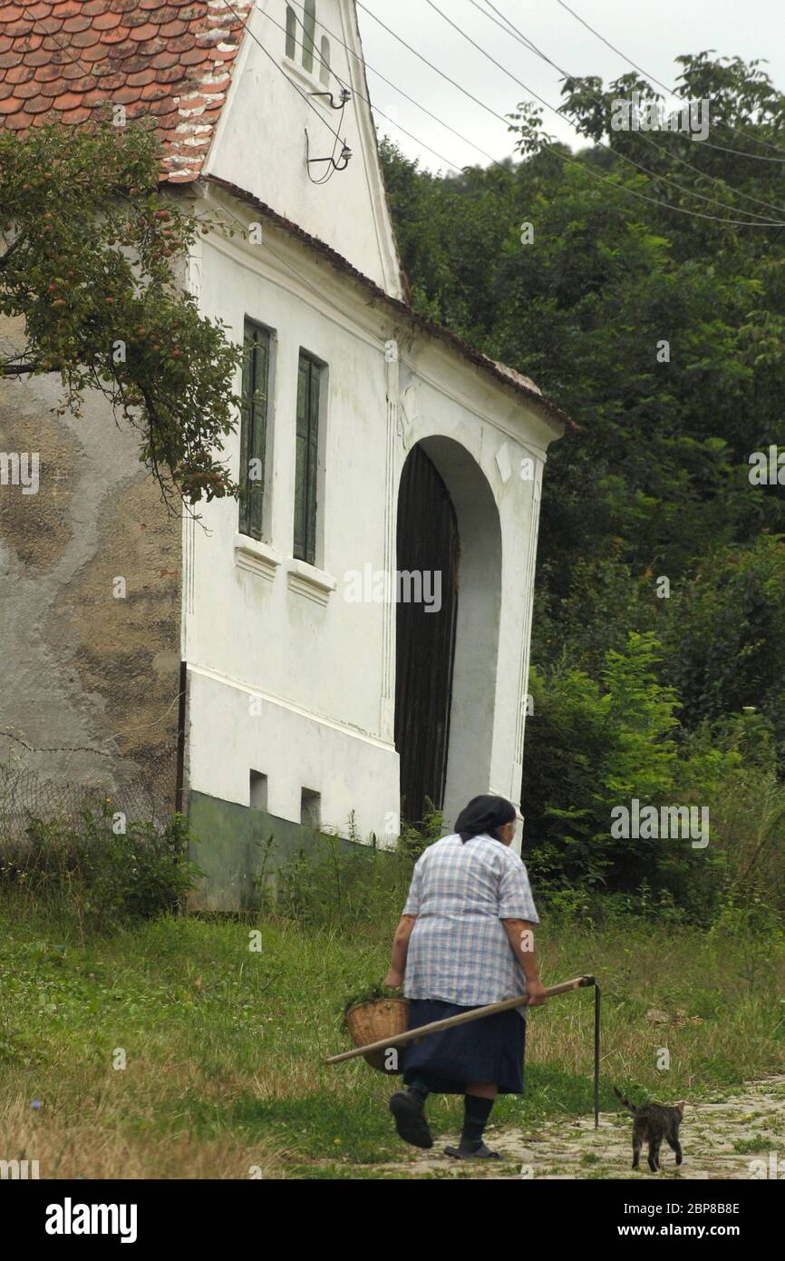 Sibiu County, Rumänien. Ältere Frau, die mit einem Korb Unkraut und einer Sense auf der Dorfstraße läuft, und Katze folgt ihr. Stockfoto