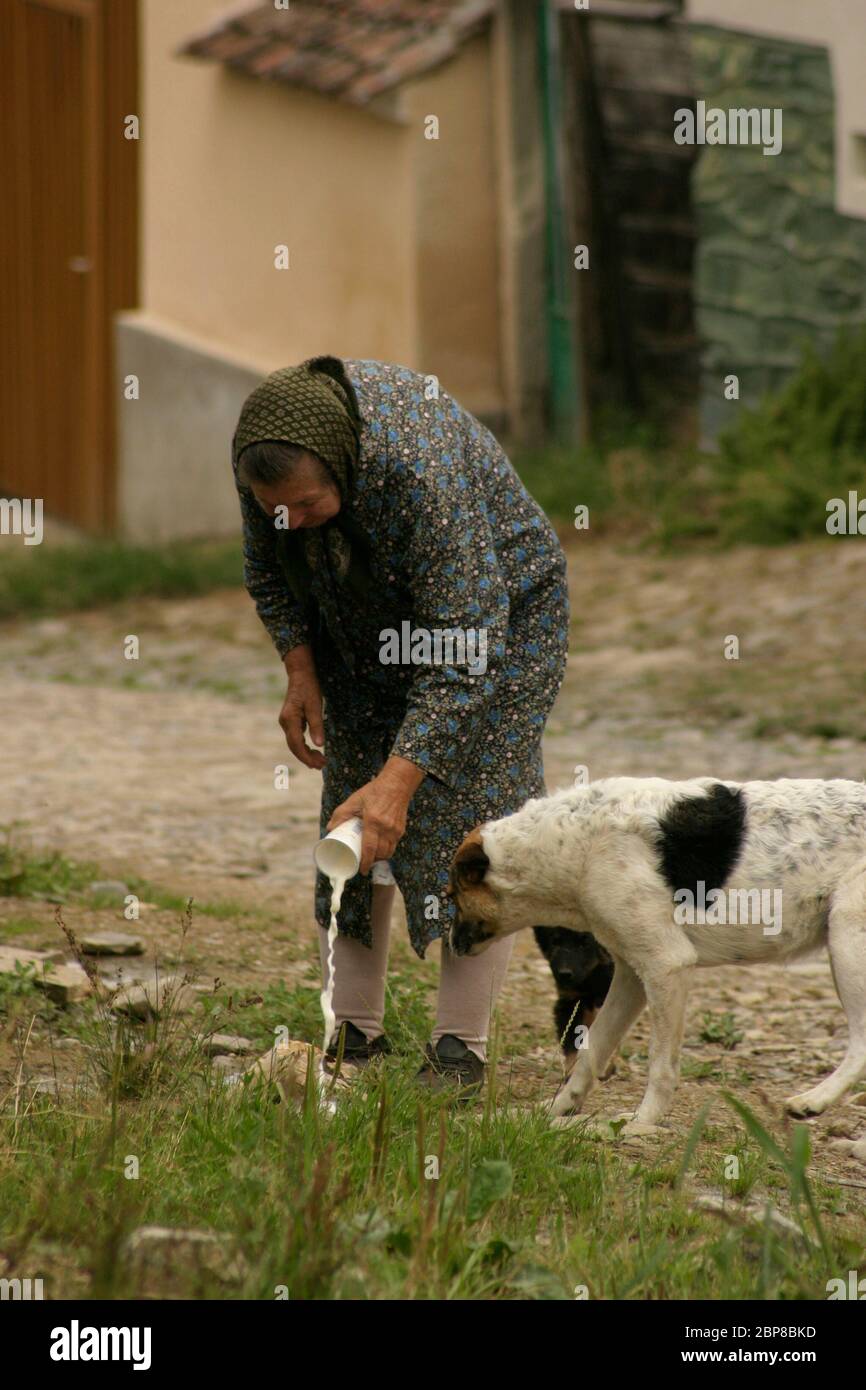 Bauer füttert einen Hund etwas Milch vor ihrem Haus in Sibiu County, Rumänien. Stockfoto