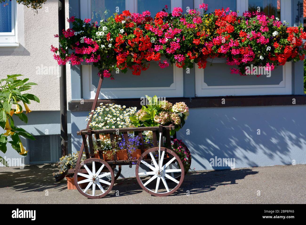 Blumen Blüend Stockfotos und -bilder Kaufen - Alamy