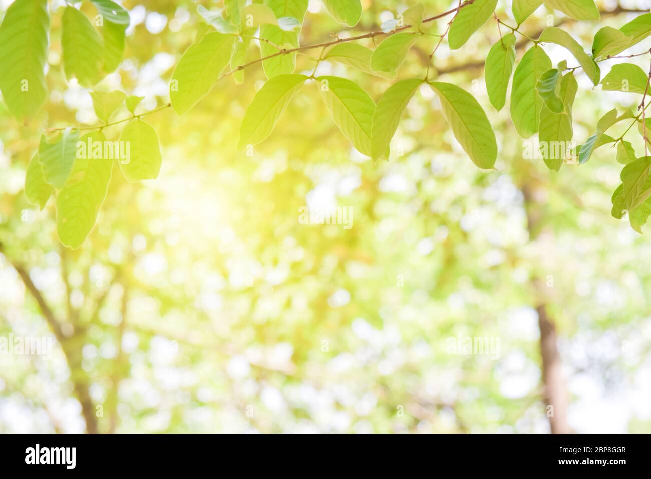 undeutliche-hintergrundanlagen-stockfotos-und-bilder-kaufen-alamy