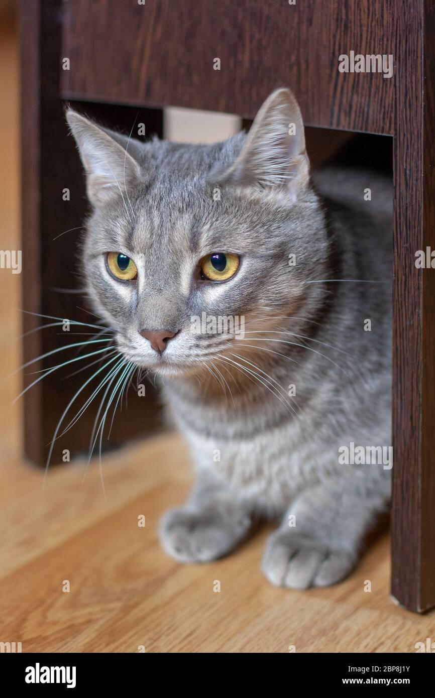 Eine schöne graue Katze sitzt ruhig unter einem Stuhl auf dem Parkettboden. Gelbe Augen und ein langer Schnurrbart. Geringe Schärfentiefe. Vertikal. Stockfoto
