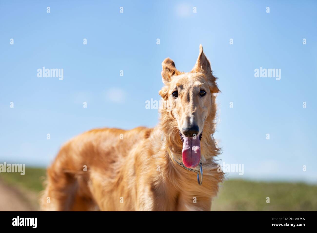 Roter Hund von Barsoi geht draußen am Sommertag, russische Windhund