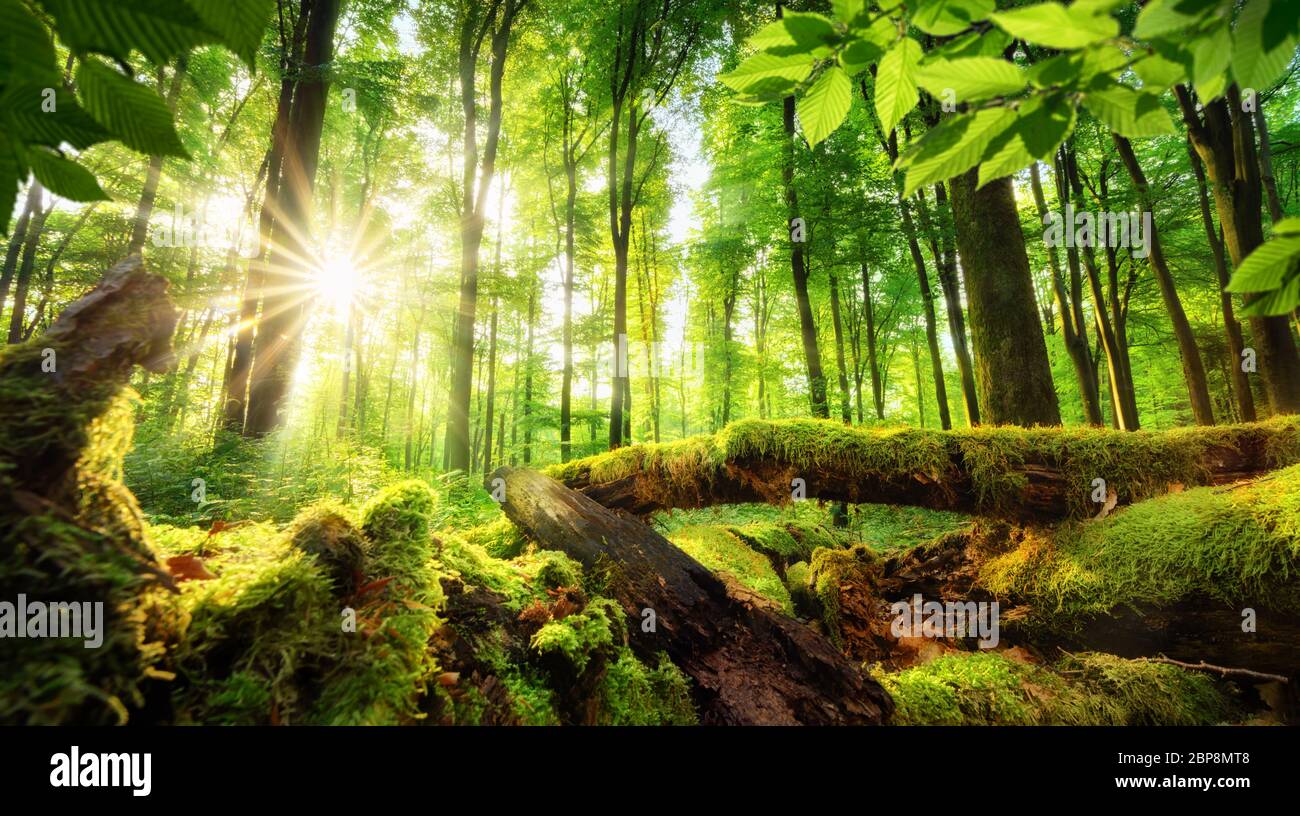 Grüne Waldlandschaft mit der Sonne Gießen schöne Strahlen durch das Laub, moosige Bauholz im Vordergrund Stockfoto