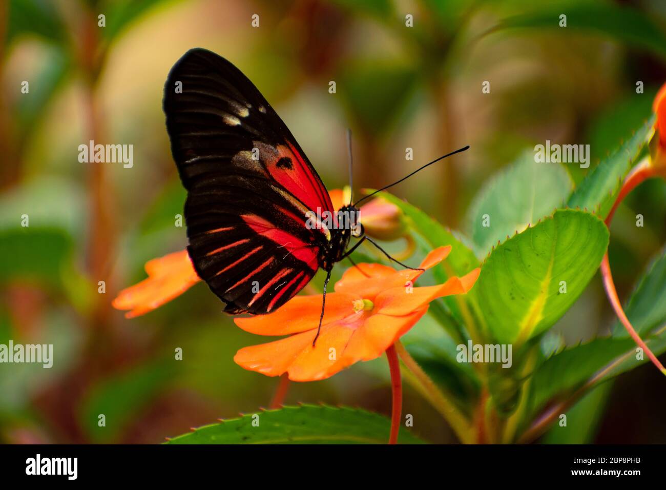 Rot-schwarzer Schmetterling auf einer orangefarbenen Blume mit eingezogenen Flügeln Stockfoto