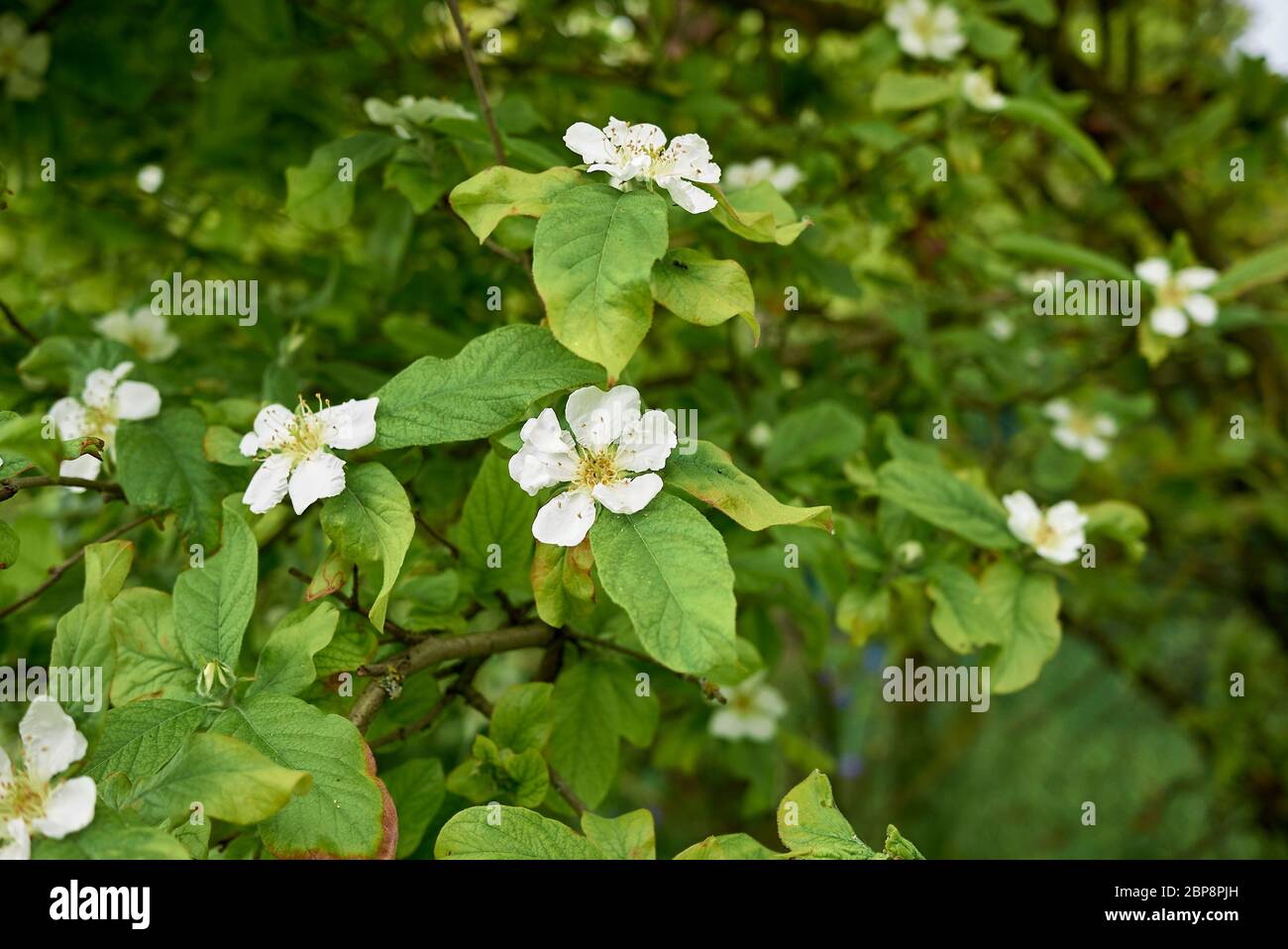 Mespilus germanica Zweig mit weißen Blüten Stockfoto