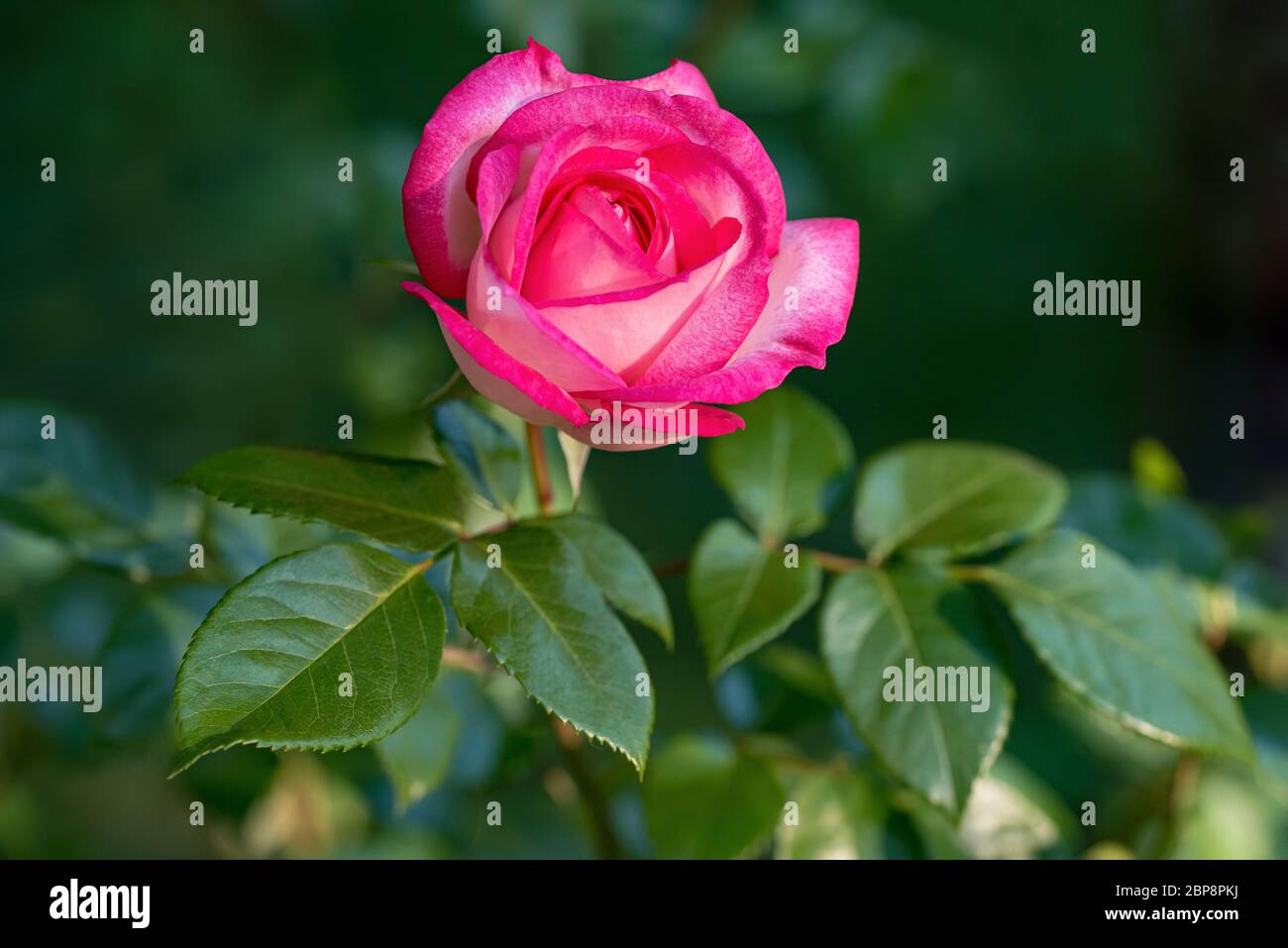 Rosa Rose in einem Garten auf verschwommenem Hintergrund Stockfoto