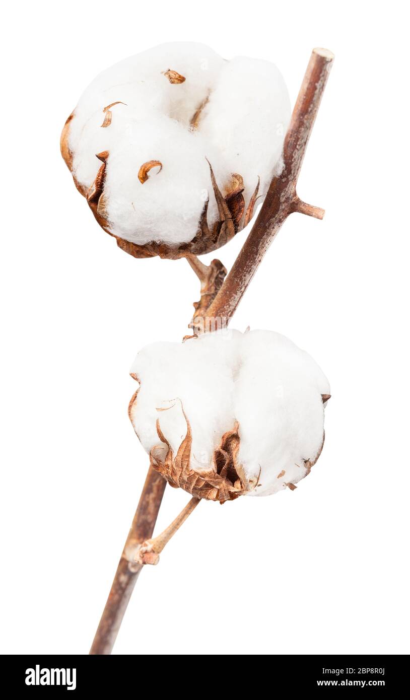 Zwei reife Samenkapseln aus Baumwolle Pflanze mit cottonwool auf Zweig auf weißem Hintergrund Stockfoto
