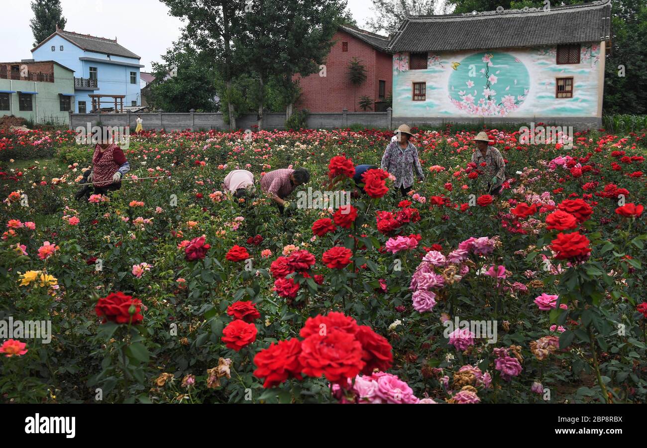 (200518) -- PEKING, 18. Mai 2020 (Xinhua) -- Dorfbewohner krauten nach Rosen im Garten eines Touristenziels, der als Rosenstadt im Luonan County, im Nordwesten Chinas, bekannt ist, am 17. Juni 2019. Die im Mai 2017 eröffnete Rosenstadt hat eine große Anzahl von Touristen angezogen. Die Stadt hat das Einkommen der Dorfbewohner erhöht und eine neue Möglichkeit geschaffen, um verarmte Haushalte aus der Armut zu befreien. Mehr als 93 Millionen Menschen in den ländlichen Gebieten Chinas haben von 2013 bis 2019 die Armut erschüttert. Sieben Jahre lang hatte China jährlich mehr als 10 Millionen Menschen aus der Armut befreit. China hat 2020 als Targe gesetzt Stockfoto