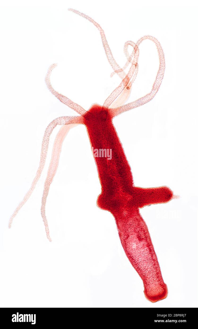Lichtphotomikrograph von Hydra mit Knospe Stockfoto
