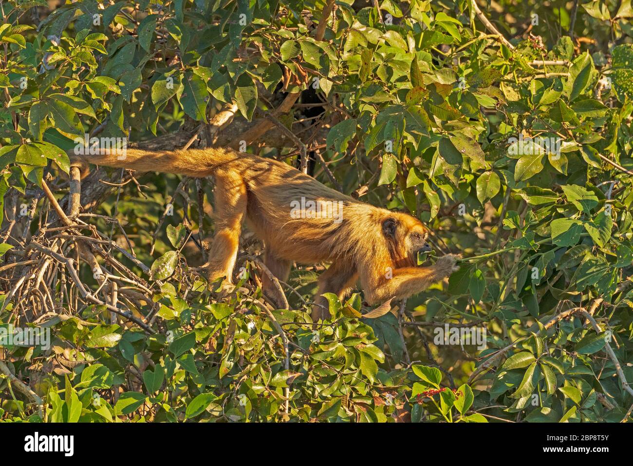 Brüllaffe kaut auf Blättern im Wald im Pantanal in Brasilien Stockfoto