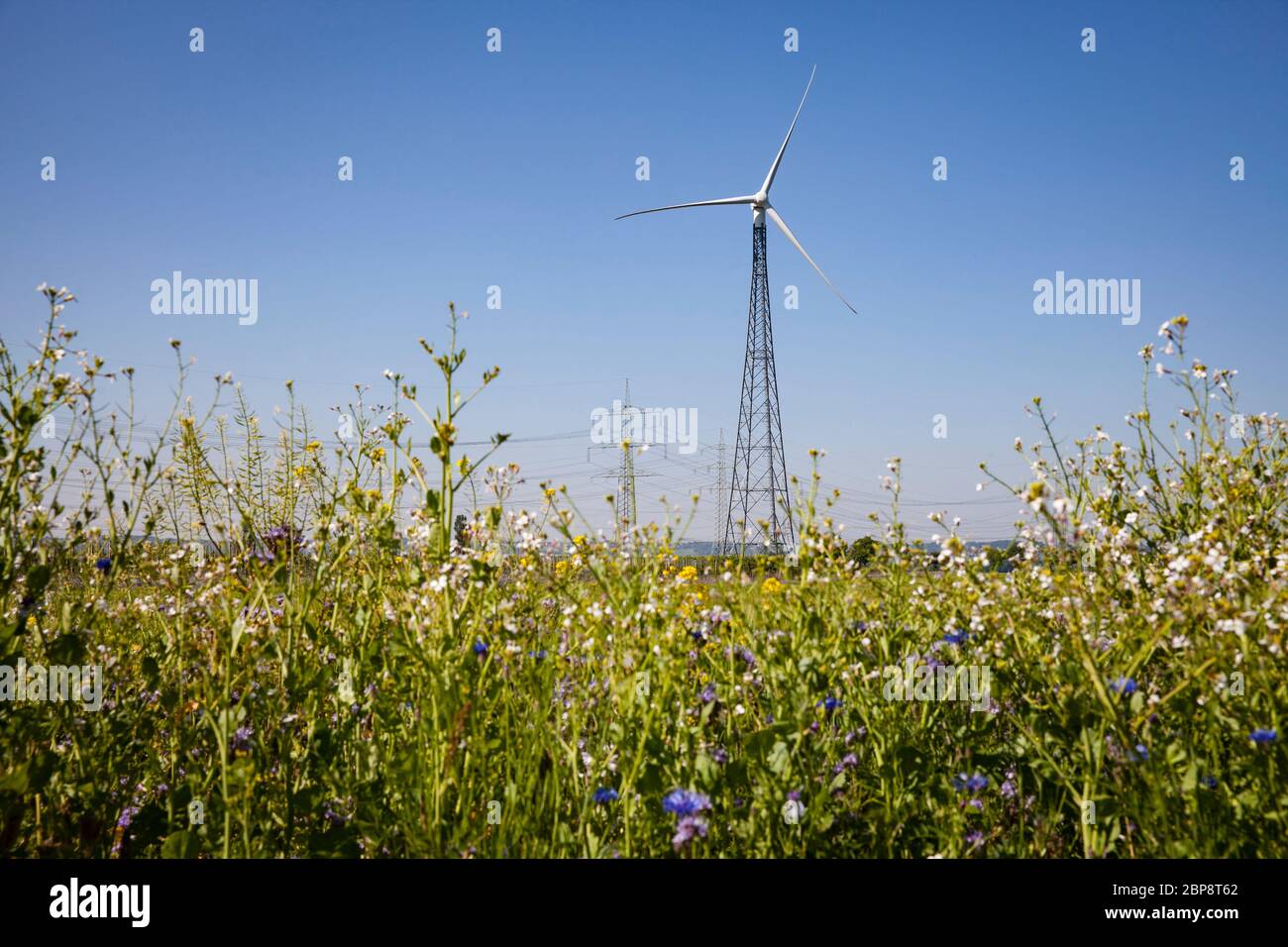 Blütenstreifen eines Feld- und Windkraftwerks in Bornheim bei Bonn, Nordrhein-Westfalen, Deutschland. Bluehstreifen an einem Feldrand und Windkraft Stockfoto