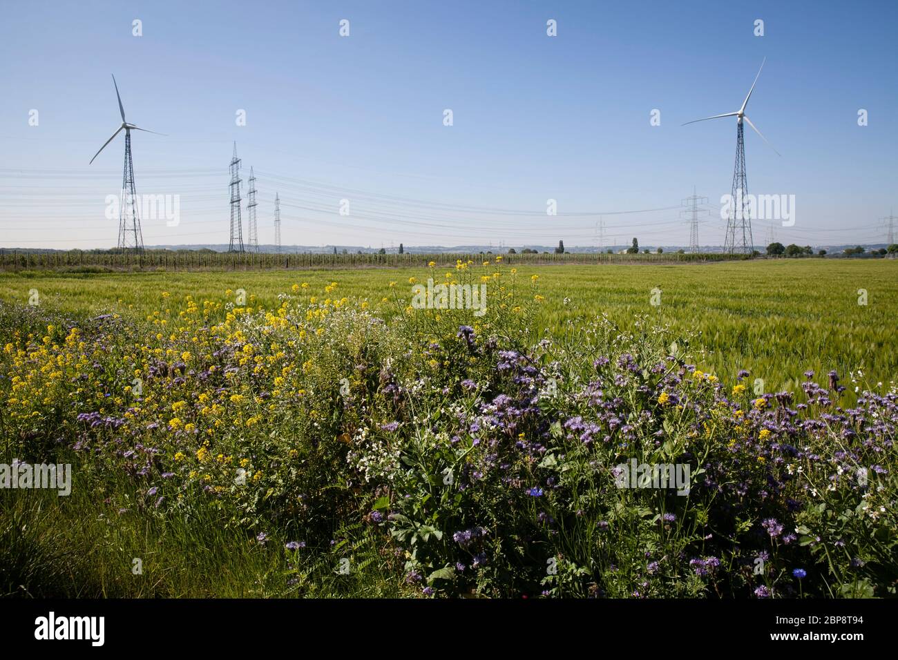 Blühstreifen eines Feld- und Windkraftwerks in Bornheim bei Bonn, Nordrhein-Westfalen, Deutschland. Bluehstreifen an einem Feldrand und Windkraf Stockfoto