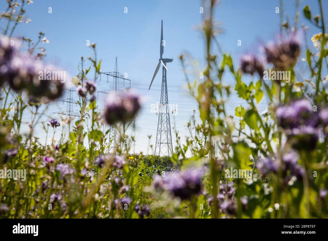 Blütenstreifen eines Feld- und Windkraftwerks in Bornheim bei Bonn, Nordrhein-Westfalen, Deutschland. Bluehstreifen an einem Feldrand und Windkraft Stockfoto