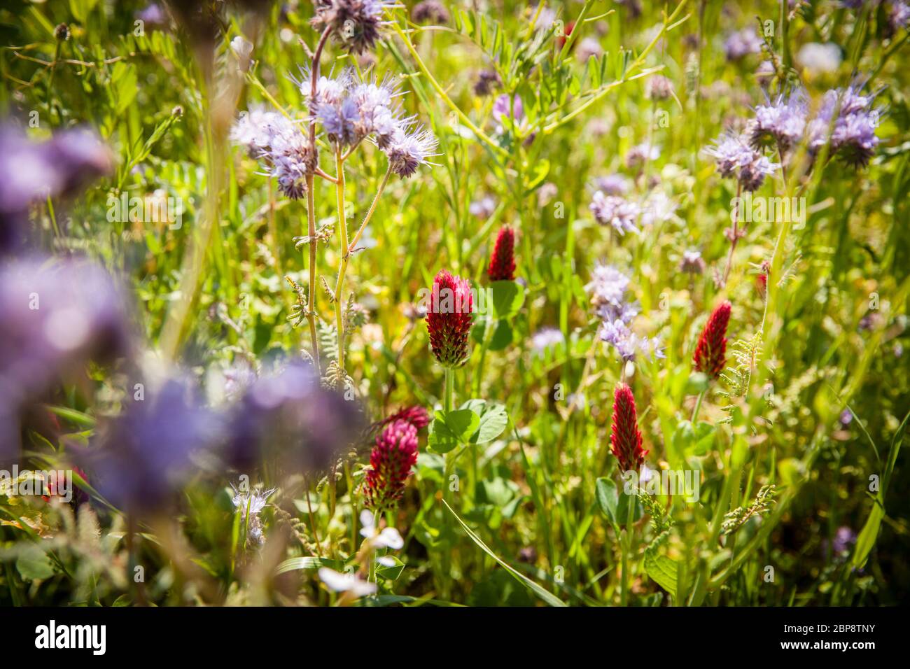 Blühende Streifen eines Feldes in Bornheim bei Bonn, rote Blüten des fleischgewordenen Klees, Nordrhein-Westfalen, Deutschland. Bluehstreifen an einem Feldra Stockfoto