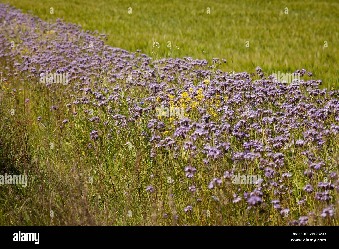 Feldrand Stockfotos und -bilder Kaufen - Alamy