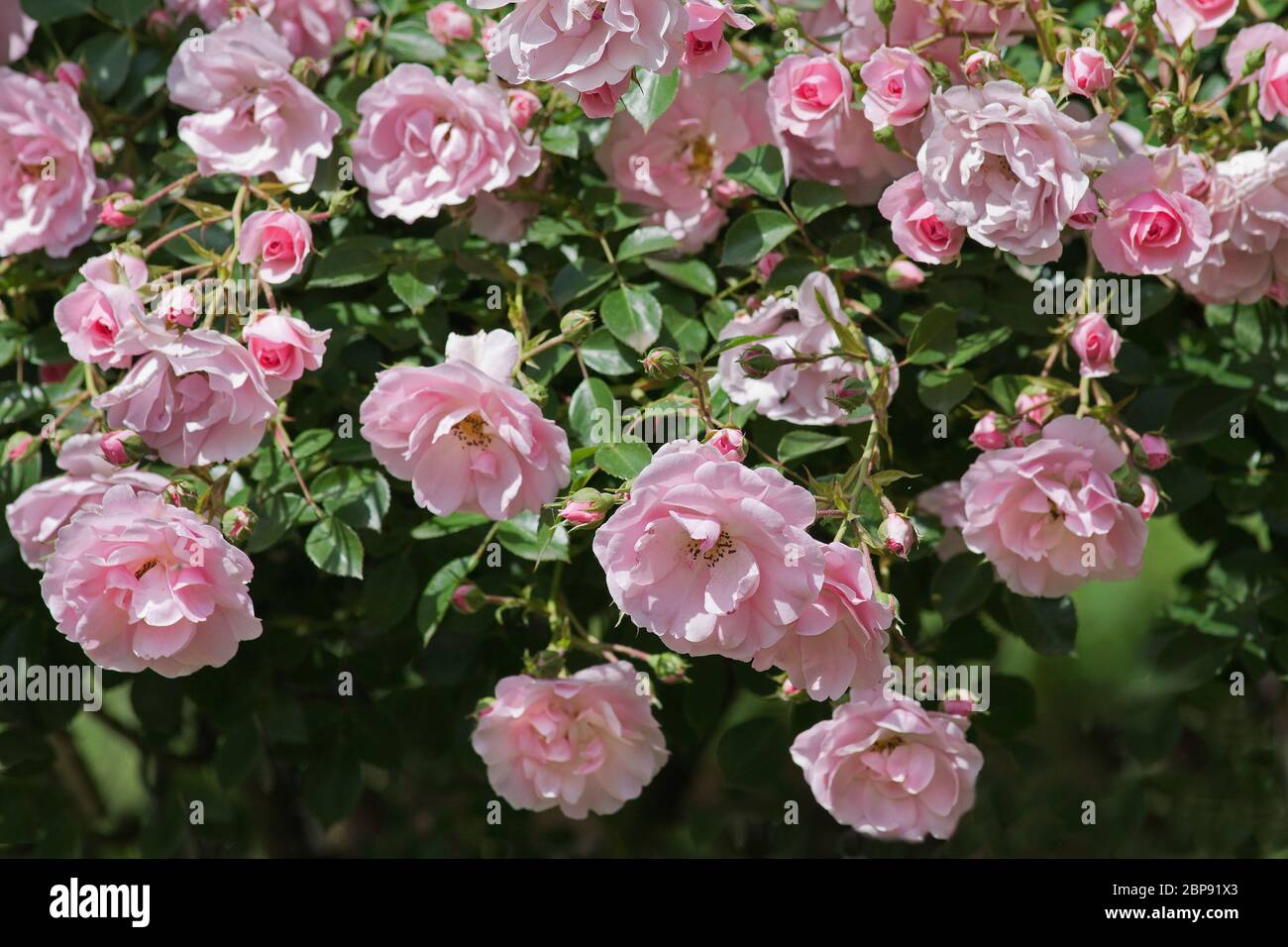 Bush von rosa Rosen Stockfoto