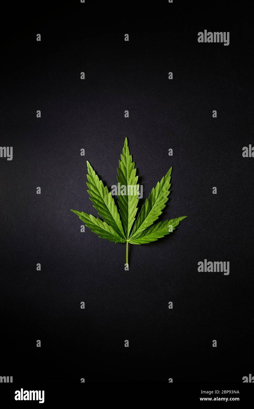 Cannabisblatt auf einfachem schwarzen Hintergrund flach gelegt. Freier Platz für Ihren Text. Stockfoto
