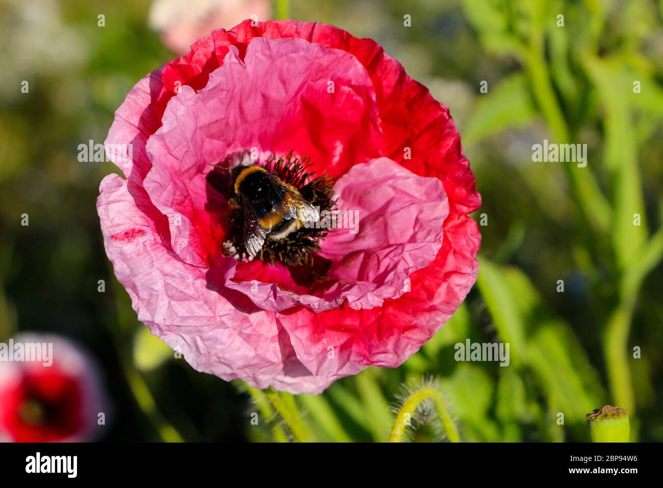 Serie 6 von 6 Bombus lucorum oder weißen Schwanz Hummel Biene in einem Papaver Rhoe oder roten Mohn Blume Nahaufnahme Stockfoto