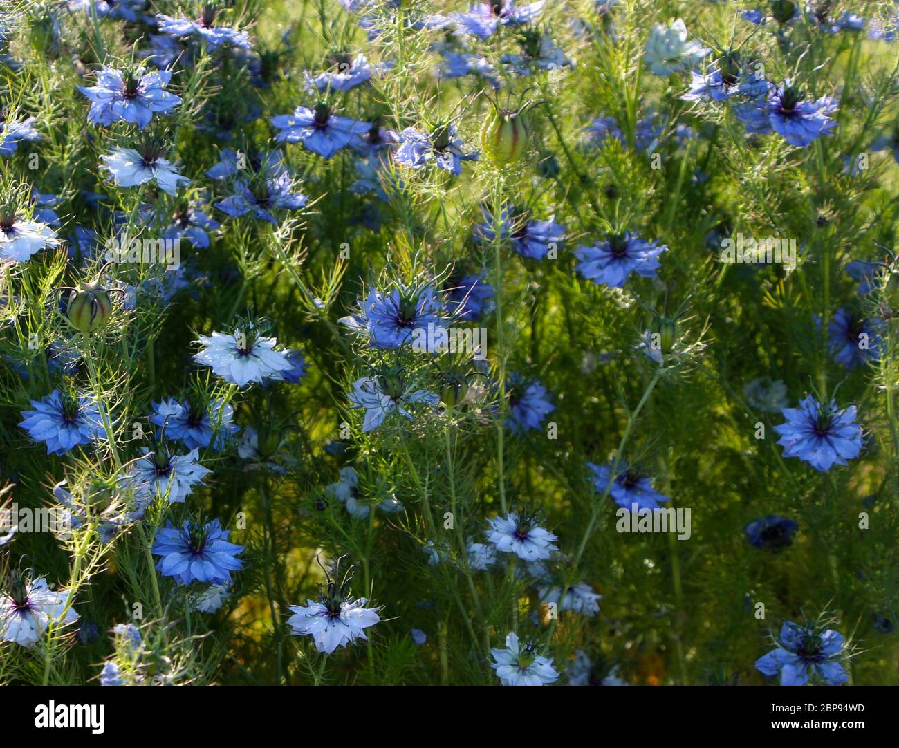 Nigella damascena, Love-in-a-Mist oder zerlumpte Dame oder Teufel im Busch blüht weiß und blau mit grünem und purpurem Zentrum Stockfoto