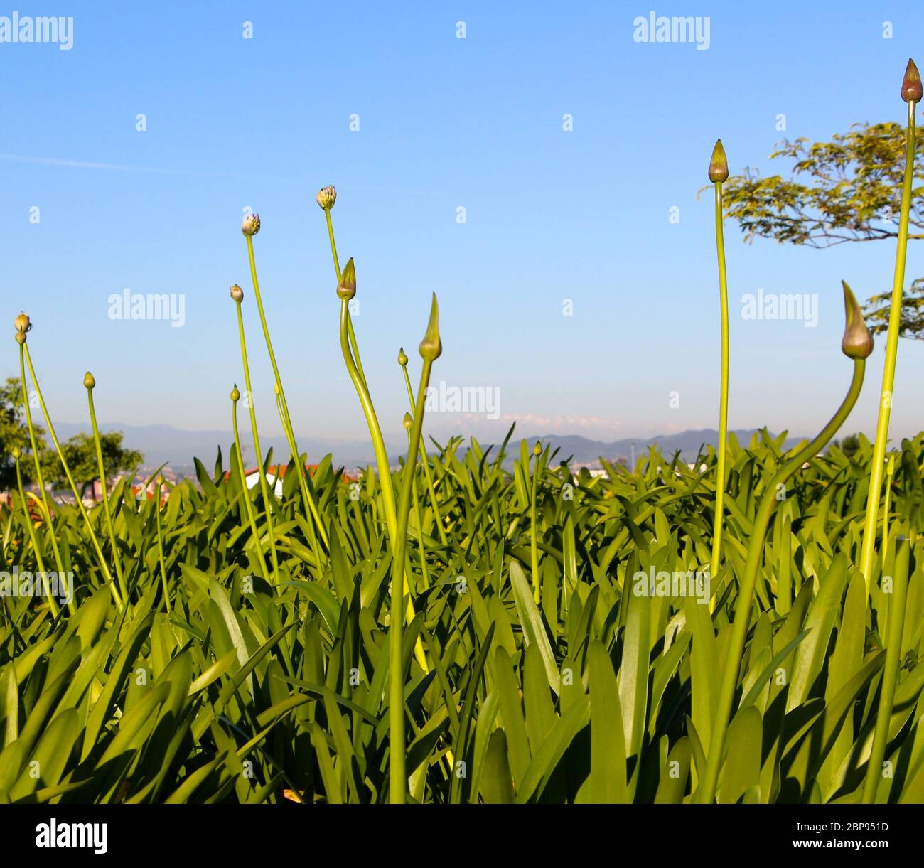 Hohe bauchige Triebe von Agapanthus africanus Sun mit grünem Laub Bereit, im Mai mit dem letzten Schnee zu blühen Berge in der Ferne Santander Spanien Stockfoto